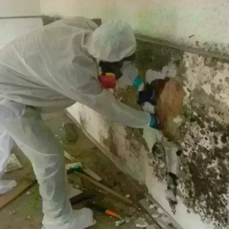 Mold Remediation and Removal in Story City, IA